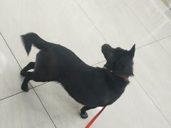 -美联众合动物医院·24h京西诊疗中心