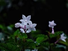 -龙苍沟森林公园