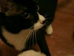 -荣耀金沙动物医院(清江西路店)