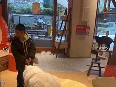 -米乐乖乖猫咪咖啡馆·猫咖(深圳湾后海汇店)