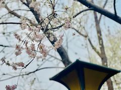 -桃花堤公园