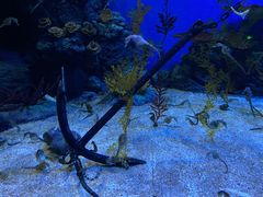 -上海海洋水族馆