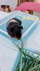 -Moni星球萌宠·小马宝莉·灵蛇·高端高阶全萌宠互动体验俱乐部(红豆国际广场店)