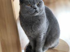 -猫的茶·猫咖