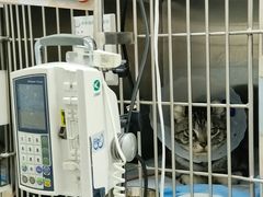 -中农国际动物医院24小时·猫科·骨科·急重症中心