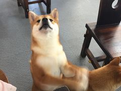 -柴源莊·柴小宠柴犬咖啡