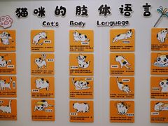 -有喵·猫咖·狗咖·30几只猫10只小狗(岗厦店)