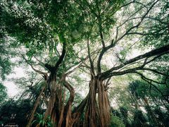 -瑞丽独树成林风景区