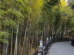 -树山生态村