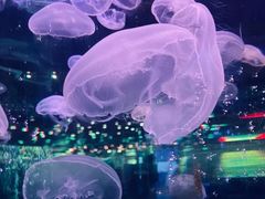 -石家庄海洋公园
