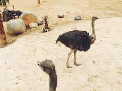 -泉州海丝野生动物世界