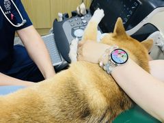 -美联众合爱康动物医院•复杂内科•肿瘤科•牙科•腔镜诊疗中心