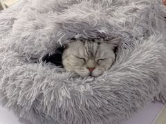 -喵的天空名猫咖啡馆·撸猫·猫舍·用品