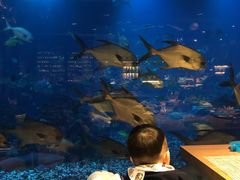 -海棠湾洲际-涛·海底餐厅·美人鱼·自助餐·海底隧道