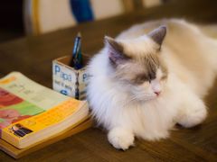 -共舞时光猫咖·狗咖(新街口店)
