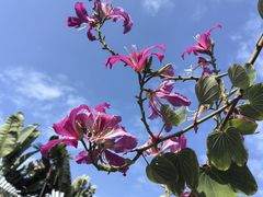 -三亚南山文化旅游区