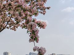 -天津水上公园