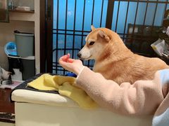 -逗柴咖啡屋·狗咖猫咖宠物桌游
