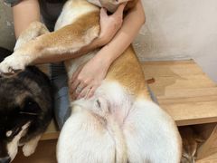 -是阿柴呀！柴犬咖啡·爱喵喵猫咖