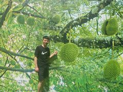 -都念榴莲·城市榴莲