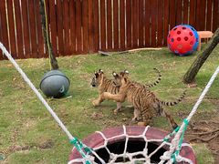 -西霞口神雕山野生动物世界