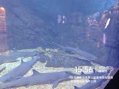 -烟台海昌鲸鲨海洋公园