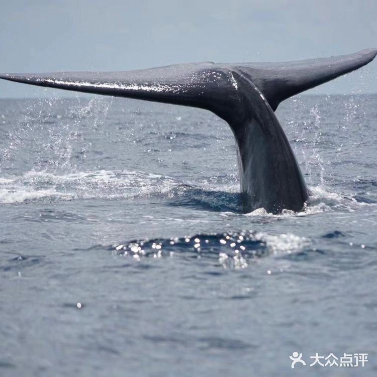 鲸鱼们都会浮出水面换气，再次下潜的时候，就能照到尾鳍