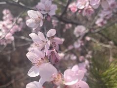 -康陵正德春饼宴26号