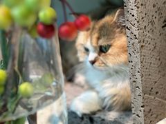 -自由生长植物工作室(深港花卉中心店)