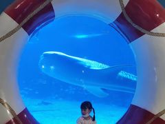 -烟台海昌鲸鲨海洋公园