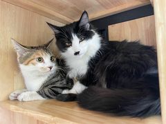 -乖乖宠物医院·猫科·急重症中心(车站北路分院)