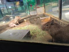 -荆州中山公园动物园