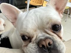 -怪兽屋·羊驼·猫咖·狗咖(俊华广场店)