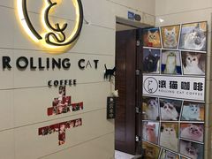 -滚猫咖啡·猫咖·猫友好撸猫(未来城店)