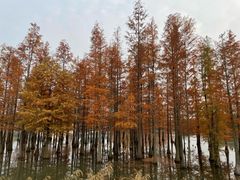 -白鹭湾湿地公园