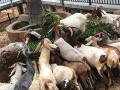 -石家庄市动物园