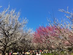 -杭州植物园