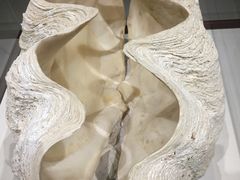 -青岛贝壳博物馆