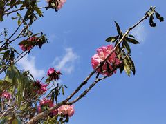 -贵州百里杜鹃风景名胜区