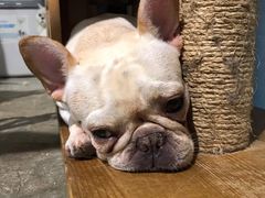 -more than meow吴止猫主题餐厅(承德 中船汇店)