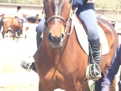 -月河湾马术俱乐部(朝阳店)