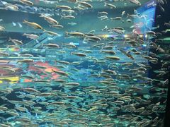 -瑞普利水族馆
