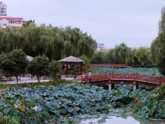 -荷花公园