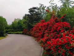 -永定河休闲森林公园