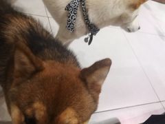 -柴务处·柴犬主题狗咖