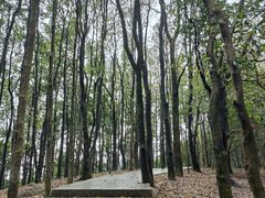 -阳台山森林公园