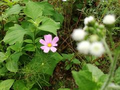 -九屋西岭生态度假景区