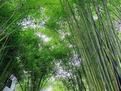 -凤栖山