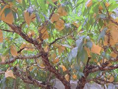 -南汇水蜜桃采摘(大团店)