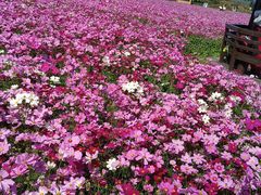 -径山花海